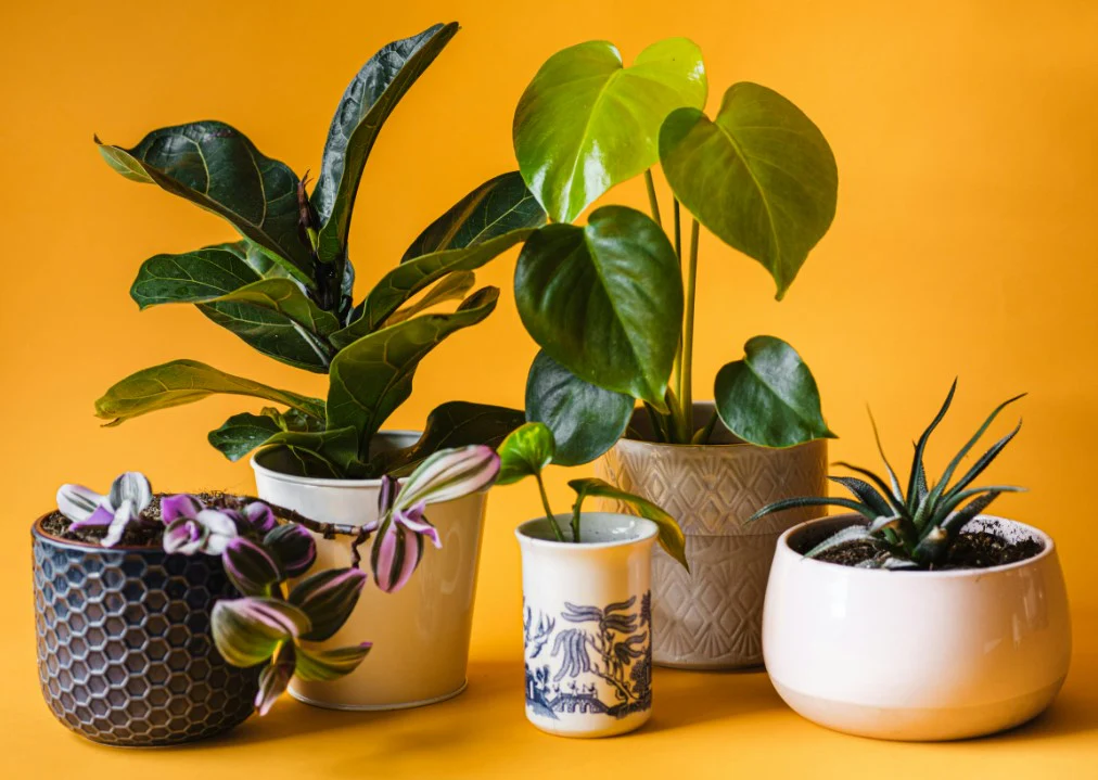 Corporate Gift Planting