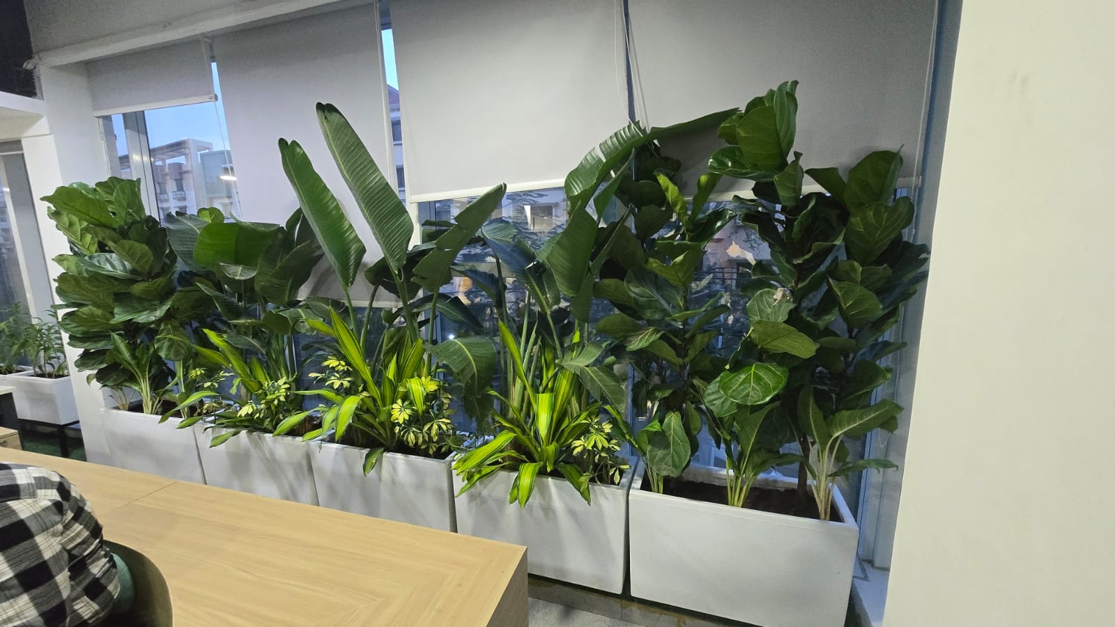 Leela landscaping project